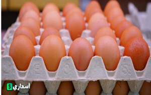 بورصة البيض واسعار البيض اليوم