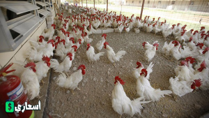 أسعار بورصة الدواجن اليوم