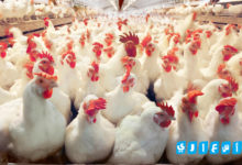 بورصة الدواجن الحاج منير السقا