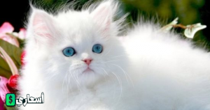 اسعار القطط في السعوديه