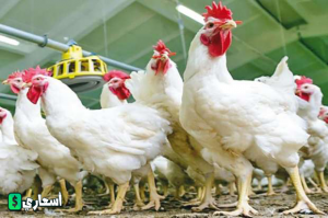 أسعار بورصة الدواجن اليوم
