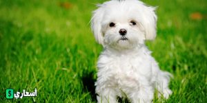 اسعار الكلاب اللولو