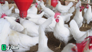 اسعار الدواجن اليوم بورصه الحاج منير السقا العموميه