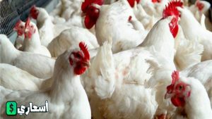 بورصة الدواجن محمد عادل