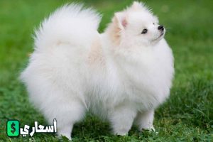 صور كلاب اللولو