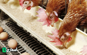 بورصة الدواجن اليوم