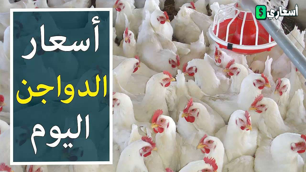 اسعار الدواجن يوم بيوم الثلاثاء 15-12-2024 اخر تحديث أسعار الدواجن اليوم 2022