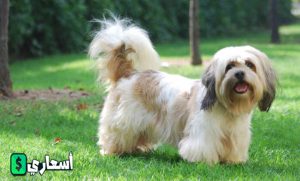 صور كلاب اللولو