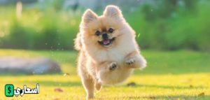 صور كلاب اللولو