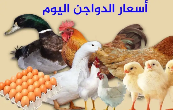 البورصة الآن.. أسعار الدواجن اليوم 18/03/2024 سعر الدجاج والبيض والبيض والبط البورصة الآن.. أسعار الدواجن اليوم 18-3-2024 سعر الفراخ والبيض والبانيه + البط
