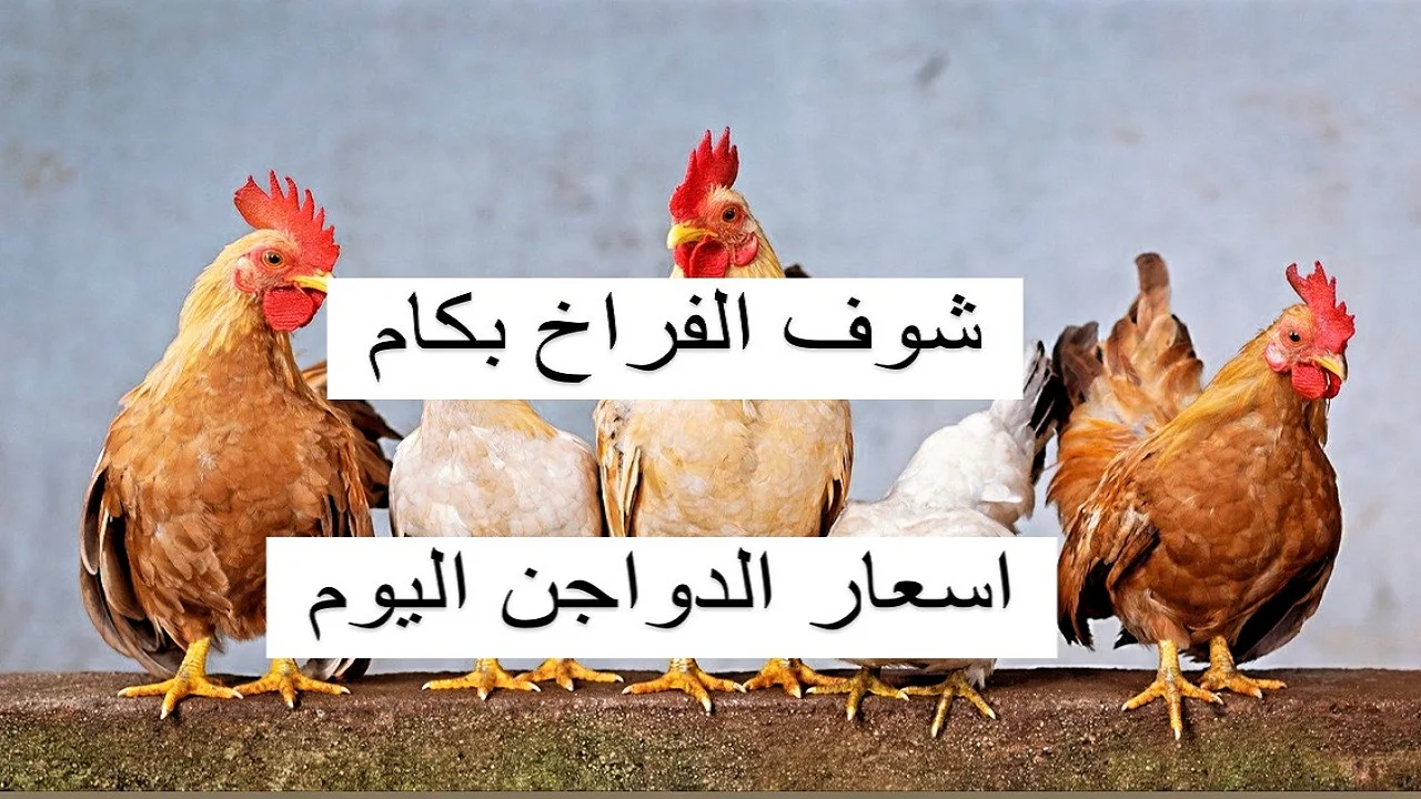 الدجاج الأبيض أصبح أرخص فأرخص.. أسعار الدواجن انخفضت اليوم في الأسواق 5 جنيهات، والقادم أفضل. الدجاج الأبيض أصبح أرخص فأرخص.. أسعار الدواجن انخفضت اليوم في الأسواق 5 جنيهات، والقادم أفضل.