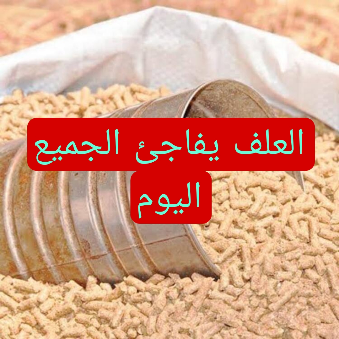 العلف يفاجئ الجميع.. مفاجأة غير متوقعة في أسعار أعلاف الحيوانات اليوم 2025.. يا ترى بكم يا علف!! العلف يفاجئ الجميع.. مفاجأة غير متوقعة في أسعار أعلاف الحيوانات اليوم السبت 30 مارس 2024.. يا ترى بكم يا علف!!