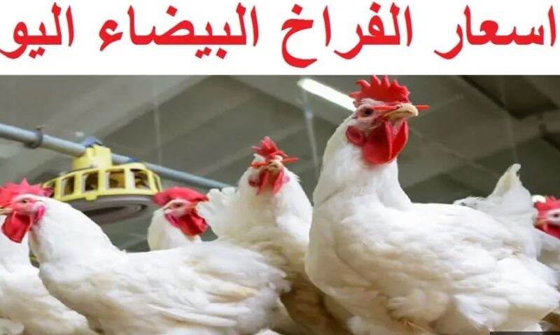 «الكيلو ارتفع» أسعار الدجاج الأبيض اليوم الاثنين 18 مارس 2024 في سوق الدواجن. ‘‘ الكيلو طار لفوق ‘‘ سعر الفراخ البيضاء اليوم الإثنين 18 مارس 2024 في بورصة الدواجن للمستهلك