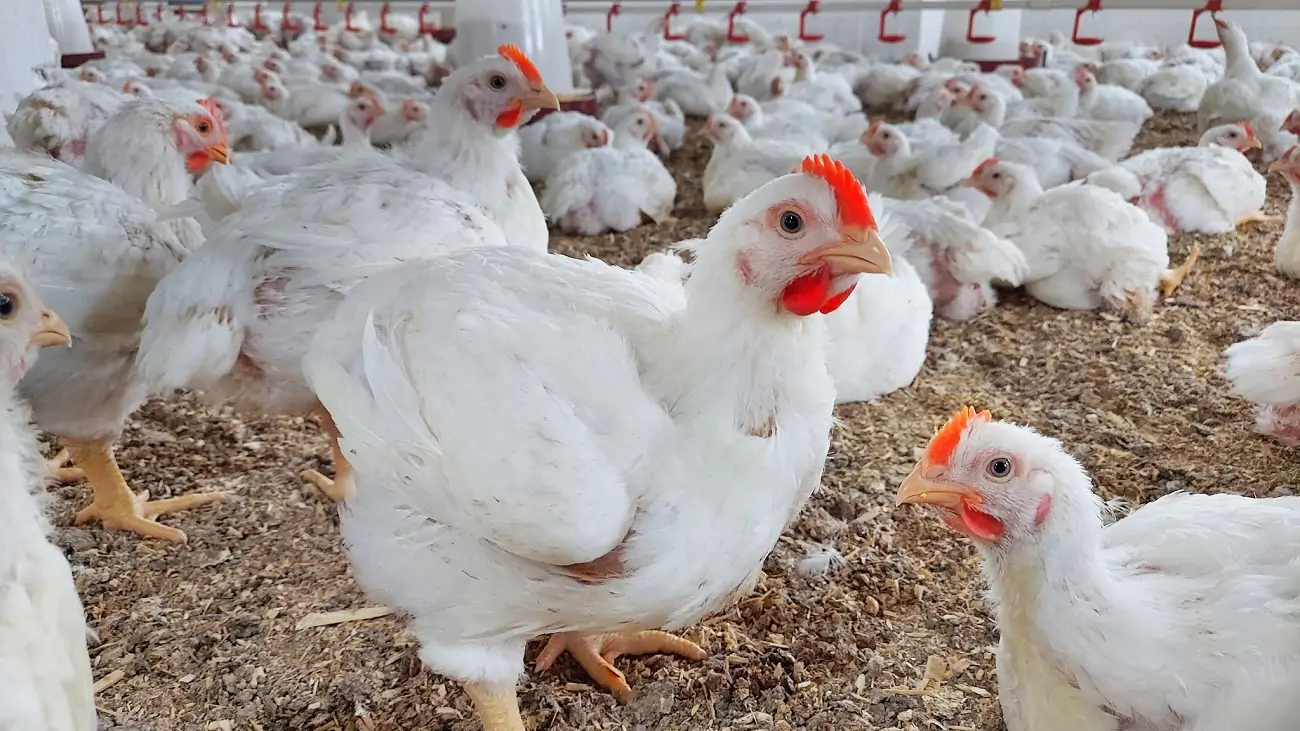 انخفاض اليوم في الدواجن.. أسعار الدواجن والبيض وقطع اللحم اليوم السبت انخفاض اليوم في الدواجن.. أسعار الدواجن والبيض وقطع اللحم اليوم السبت