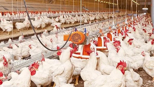 بعد الانخفاض..مفاجأة في أسعار الدواجن اليوم بالأسواق بعد الانخفاض..مفاجأة في أسعار الدواجن اليوم بالأسواق