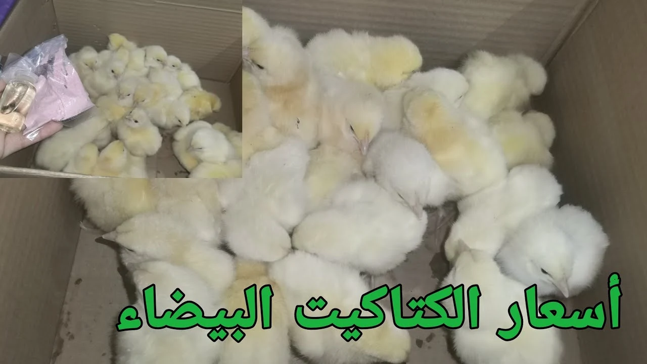 تفضل واشتري.. سعر الكتاكيت اليوم في السوق وفي المزارع: “كم سعر الدجاجة للكيلو؟” تفضل واشتري.. سعر الكتاكيت اليوم في السوق وفي المزارع: "كم سعر الدجاجة للكيلو؟"