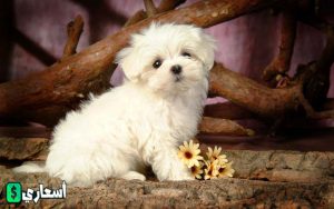 صور كلاب اللولو