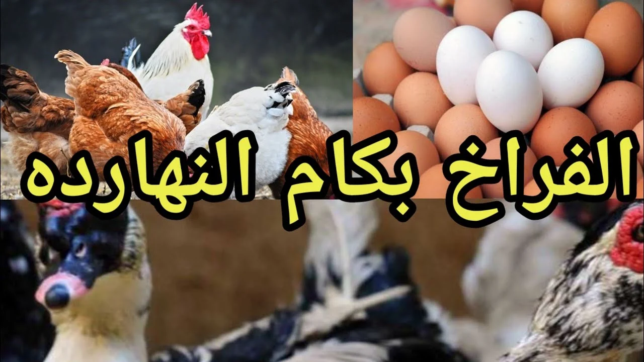 كم تكلفة الدجاج اليوم؟.. سعر الدجاج الأبيض وكرتونة البيض “المحلي والأحمر والأبيض” اليوم في الأسواق والمتاجر كم تكلفة الدجاج اليوم؟.. سعر الدجاج الأبيض وكرتونة البيض “المحلي والأحمر والأبيض” اليوم في الأسواق والمتاجر