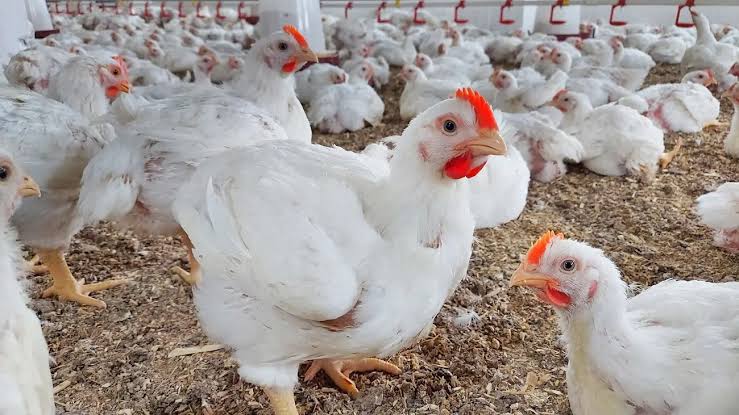 كم سيكون عدد الدجاج بعد ارتفاع الدولار.. أسعار الدواجن البيضاء في البورصة اليوم الثلاثاء 26/03/2025 أسعار الفراخ البيضاء اليوم