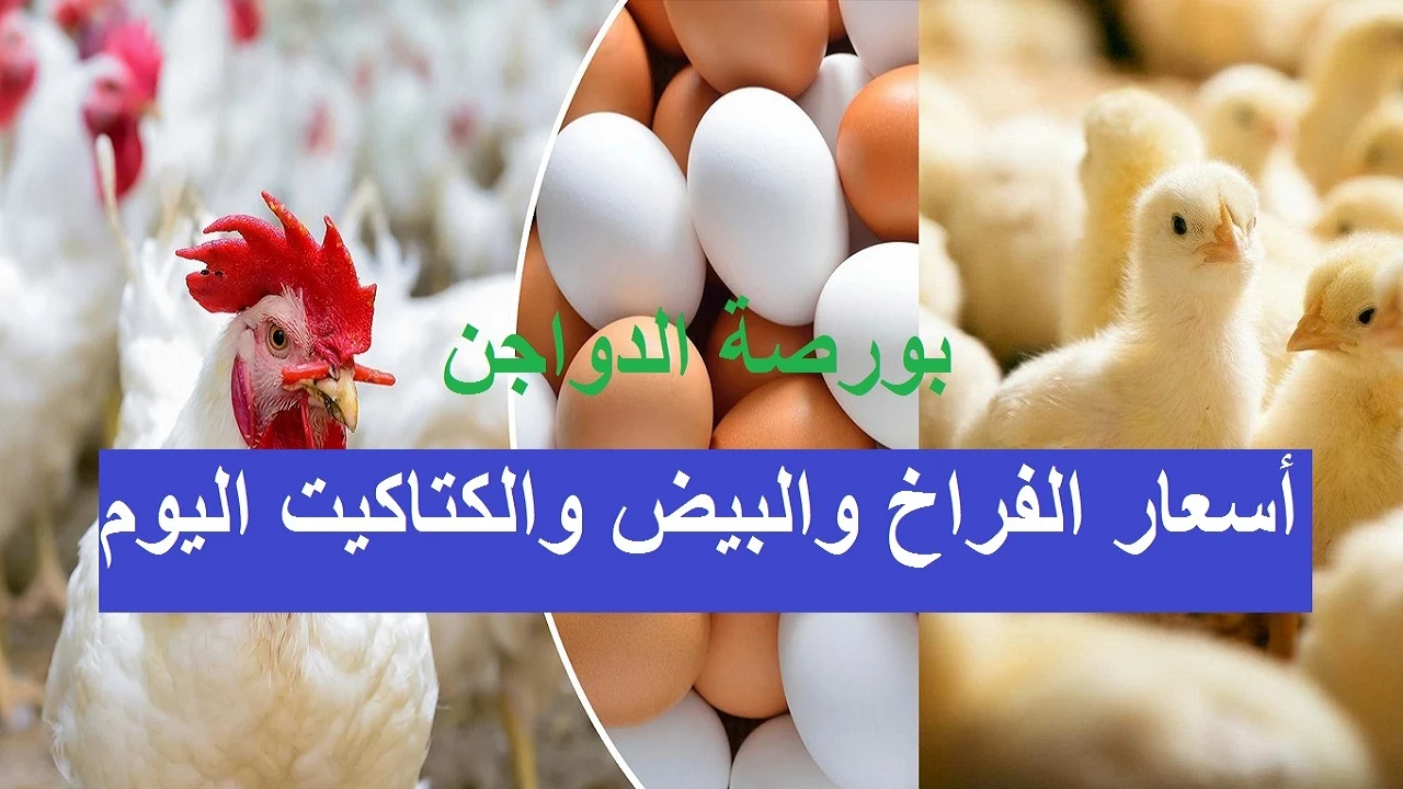 كم عدد الدجاج هناك اليوم؟ انخفضت أسعار المستهلك للدواجن في الأسواق وكذلك أسعار البيض والكتاكيت اليوم. كم عدد الدجاج هناك اليوم؟ انخفضت أسعار المستهلك للدواجن في الأسواق وكذلك أسعار البيض والكتاكيت اليوم.